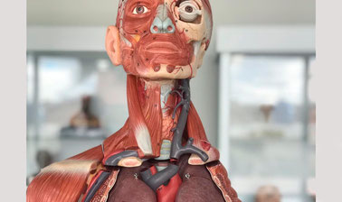 anatomia humana imagenes
